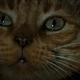 Jones the cat witnesses something very gruesome in Alien.